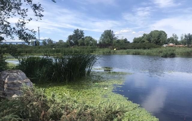 野塘垂钓什么钓位好光有水草不够,这样选才能连竿上鱼
