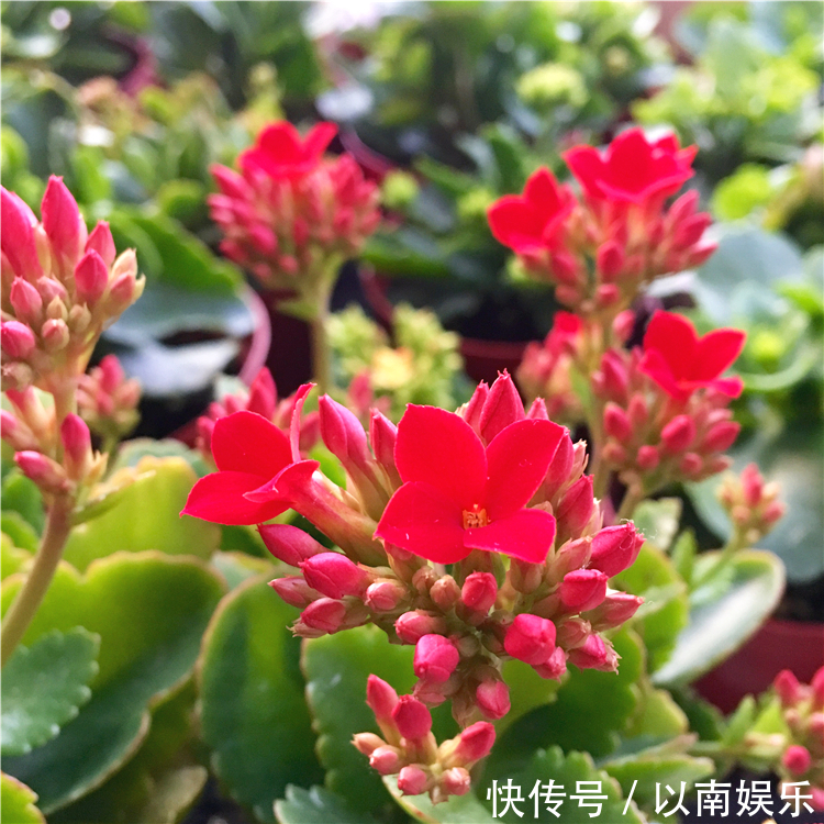 长寿花越开越稀疏犯3错，及时改正，开花爆盆变成大花球！