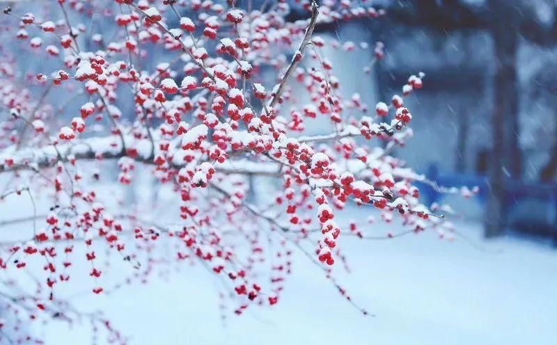 初心|小雪：岁月从容，初心若雪