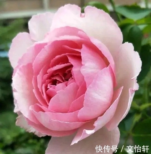 品种|100个月季品种，千姿百态，每个都很漂亮，图名并茂，值得收藏