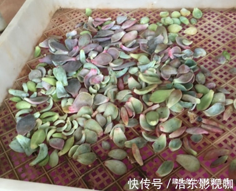 多肉叶插,从摘叶子开始,简单3步,轻松变大户