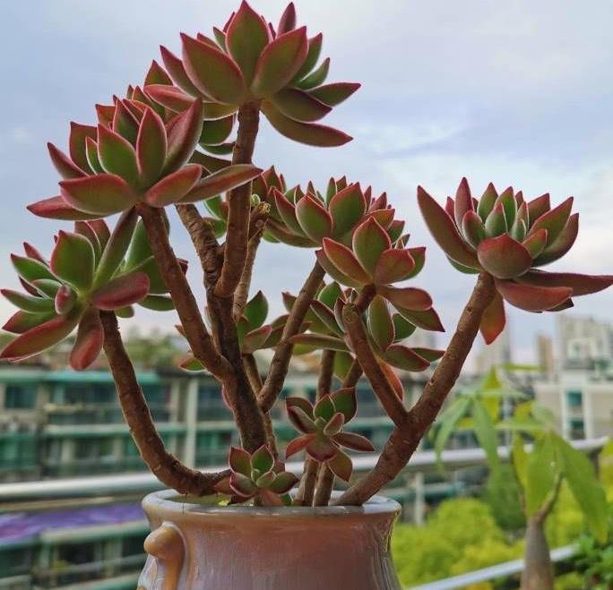 养好多肉锦晃星的2个“技巧”,顺利度夏,叶片肥厚,长成老桩