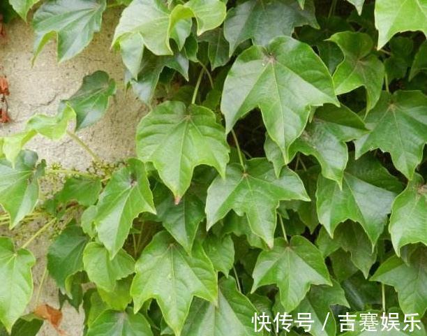 阳台养3盆“墙壁花”,一开花就爬满墙,半月不到变成“花阳台”