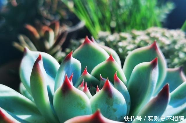 爱之蔓|你红尖尖,我红边边