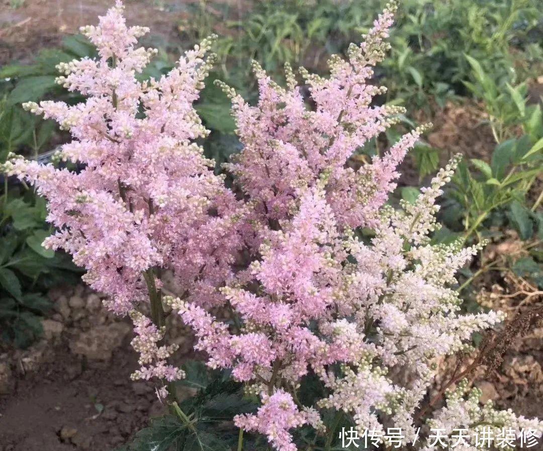 落新妇耐寒又耐阴,颜值高,气质佳,今年最流行!