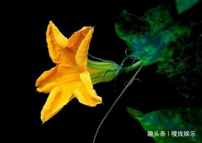 此花花色金黄,姿态优美的花朵还可作药食使用,寓意为寻找恋人
