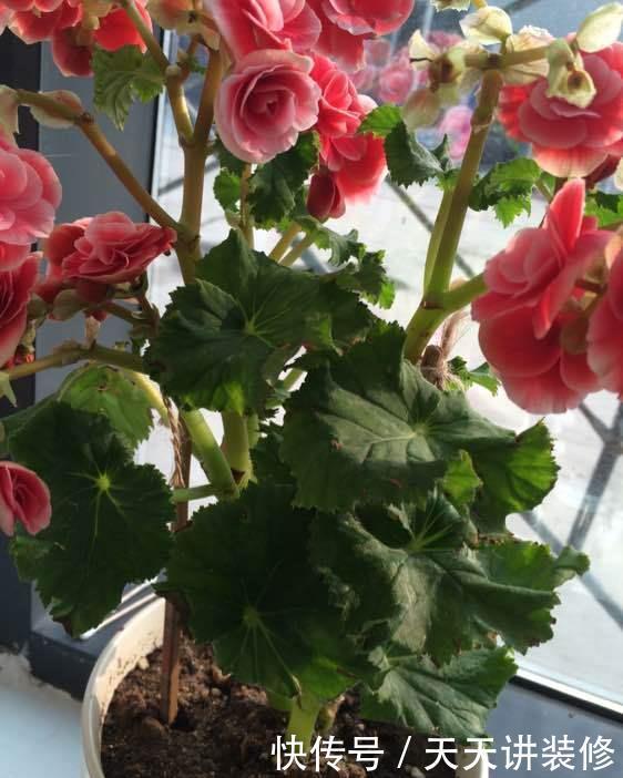 丽格海棠|4种花漂亮“娇滴滴”,新手养它都“没戏”,养一回伤一回