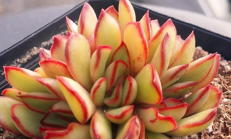 天气热温度高，多肉缺水也不敢浇？来看看有经验的肉友是怎么做的