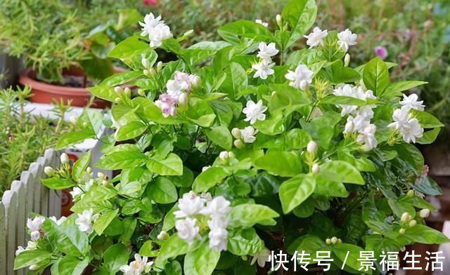 雨水|7种花夏天爱淋雨,越淋长得越欢,多淋几次,肥料都省了