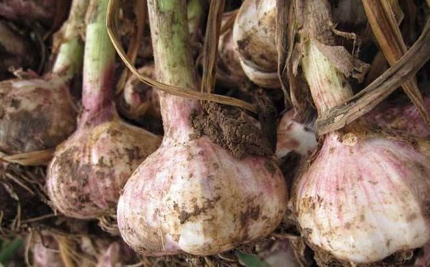 把大蒜扔进电饭煲里,不加一滴水,30天后打开,如果别人给5万元,我就不卖了