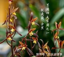 报岁|让人一眼就爱上的兰花,不娇不媚,清新脱俗,报岁香兰,墨兰企黑