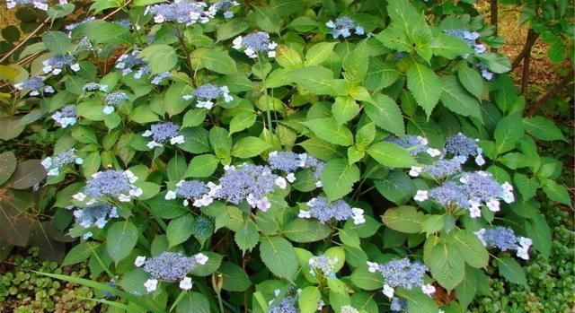 绣球花|托尼老师教您修剪绣球花,记住简单两点,拿剪刀的手再也不抖啦