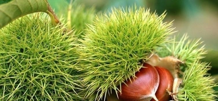 吃了几十年板栗才发现，壳上有个“小机关”，2秒就能剥开