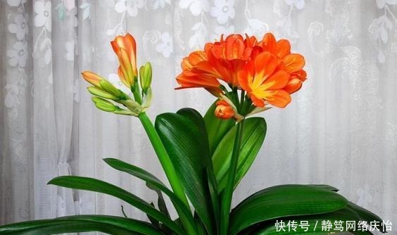 爷爷养君子兰,把“它”垫在盆底,冒出“6个花苞”,叶片油绿!