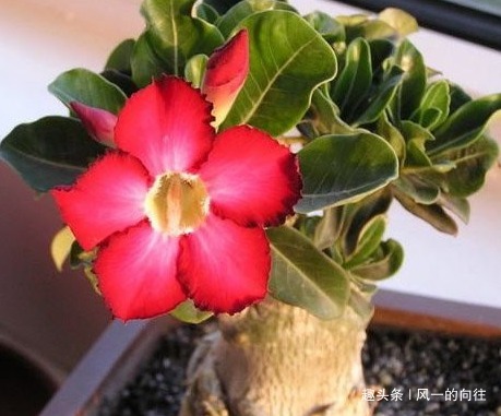 这三种花最不爱喝水,越是旱它越是轻松长不停,懒人必备