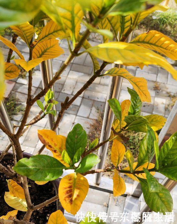 多肉植物|夏天给花浇水,忌讳“多”浇,高温天浇水有规律,避免引起黄叶