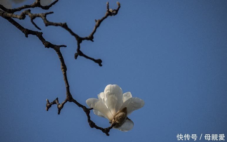 玉兰春意笑蓝天