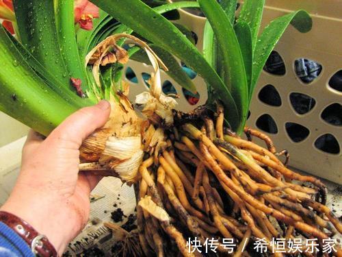 君子兰烂根“快死了”,别着急扔,一招就能救回来