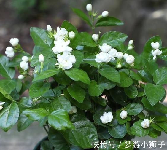 茉莉花不会养，教你4招小技巧，扦插生根快养护更简单