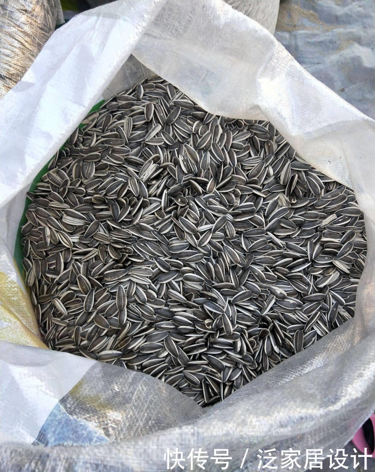 瓜子|君子兰养护小技巧,土里埋上它,叶片肥又亮