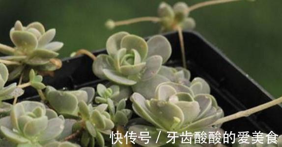 唯美易爆盆,多肉植物子持莲华的养护方法