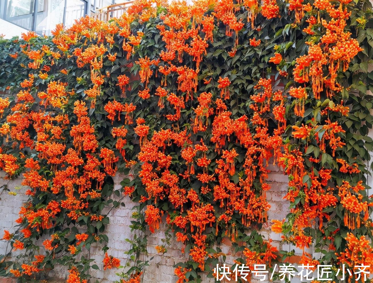 7种“爬藤花”，花园必须种一棵，1年爬满墙，开成花瀑布
