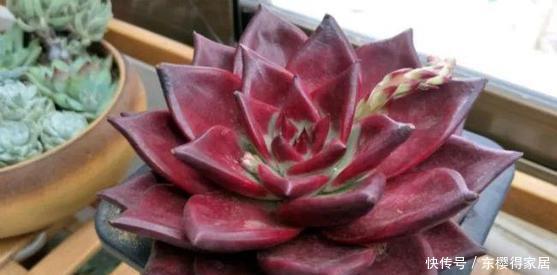 罗宾|新手不喜欢的多肉罗宾,老手都会养一盆,四季皆红安全度夏