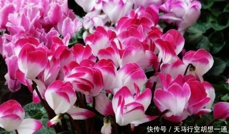 最受欢迎的4种花,一年四季成花海,家里天天有花赏