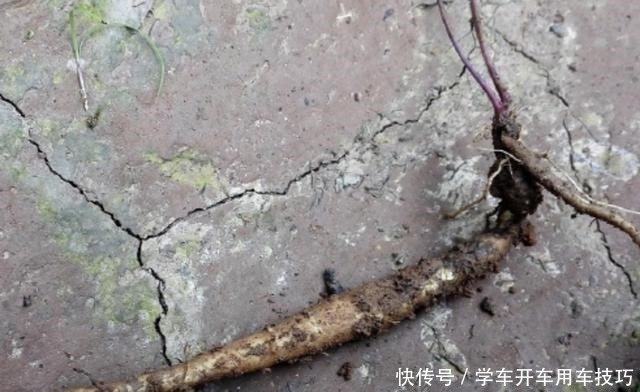 芳香味|有芳香味的“野草”,被称为“隔山香”,山脚下有不少,珍贵!