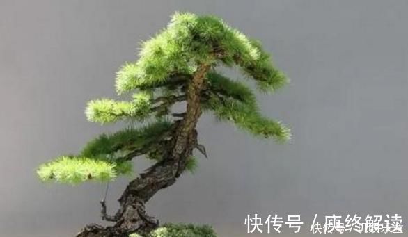 平凡|这“3种树”平凡不起眼，做成盆景贵气十足，养上3年，价格翻几倍