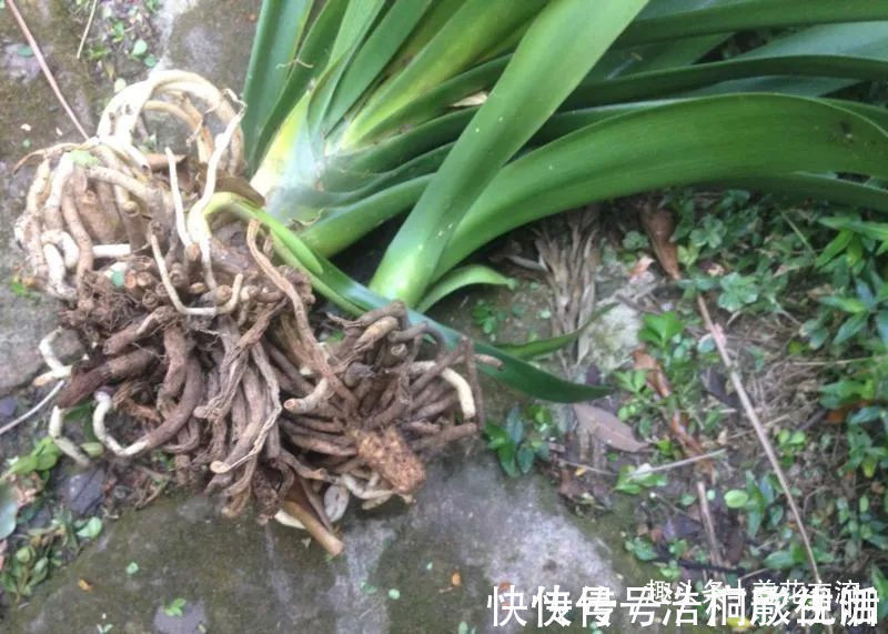 土面|为啥很多朋友在家里养不好君子兰,有可能一开始就买错了