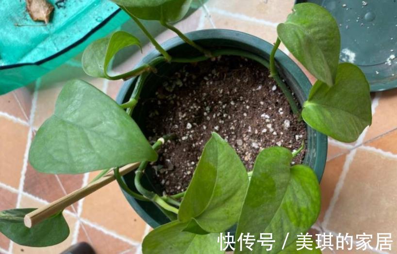 珍珠岩|甭淘汰养花旧土，这么一处理添加，不用多花钱土质就变好了