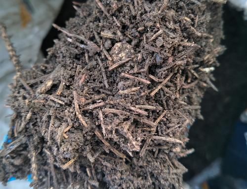 松针土是养花万能土，但是别乱用，不同状态的松针，要区别对待