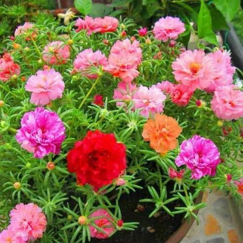 10种花适合养窗台,晒晒太阳,浇浇水,一年300多天都开花