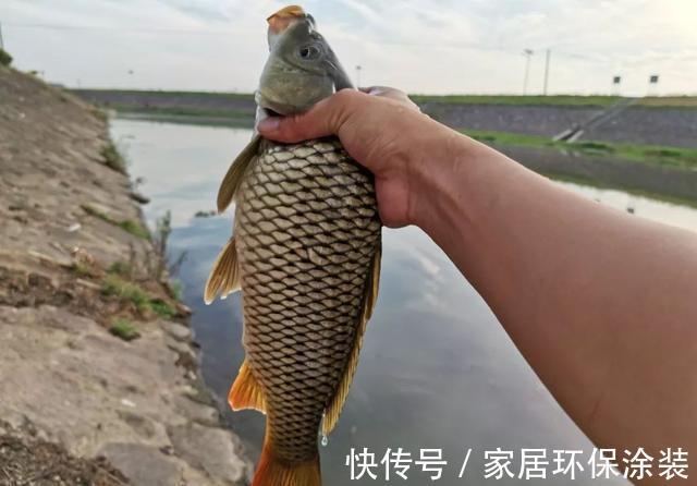 野生|鱼能听到人讲话吗？看完此文，可能你就不会困惑了