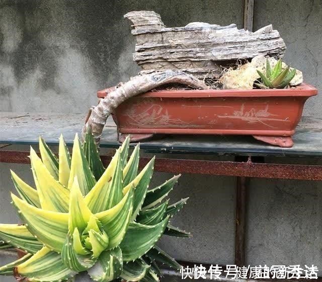 芦荟|芦荟不值钱,养成“老桩”很稀罕,叶子胶质多,越老越值钱!