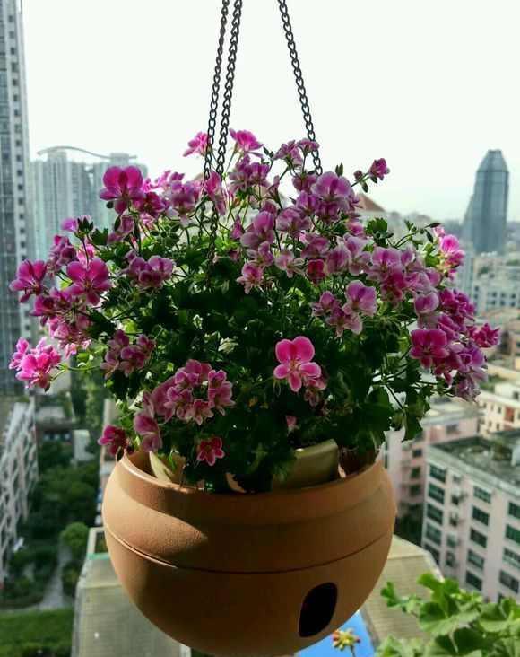 养花别老是傻傻的浇水,这样做,爆花容易