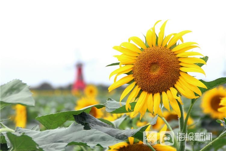 亚油酸|田园风景美如画 莱州朱旺村百亩油葵花海引客来