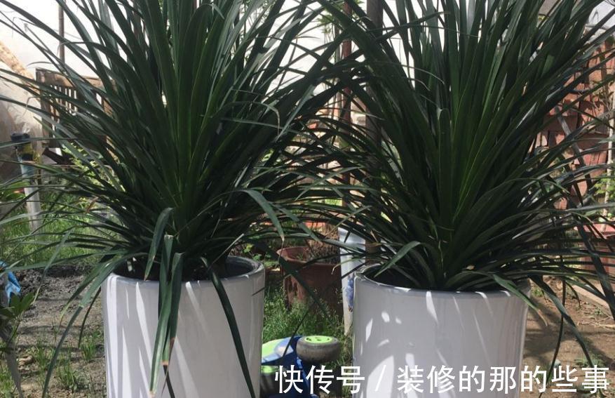 不怕冷的10种花，冬天没暖气，也能安全过冬