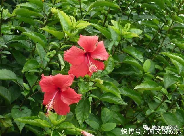 种花|1种花一开就是300多天,好养又漂亮,新手懒人都能养!