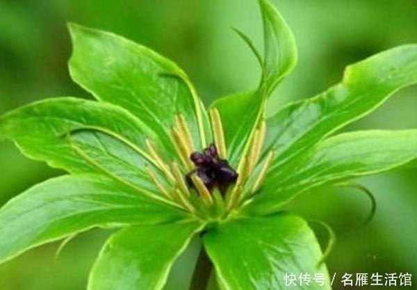 随便|这4种树“镇宅又聚财”,个个都是财神爷,千万别随便送人