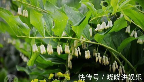 玉竹|它堪称“玉竹”,可做高级滋补品,还能降“三高”,种植效益也高