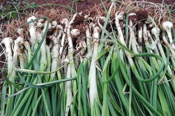 野菜|农村被埋没的4种野菜，营养价值超高，有人却不敢吃，早知早好！