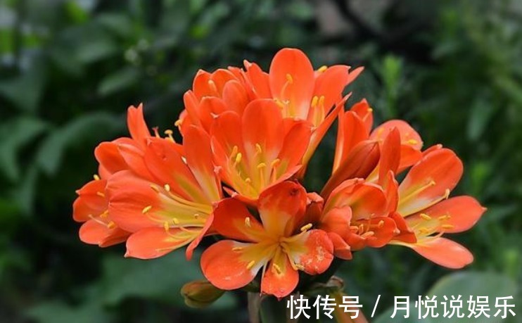 淘米水|君子兰不开花淘米水兑点“黄水水”，花箭冒出来，1次开出10朵