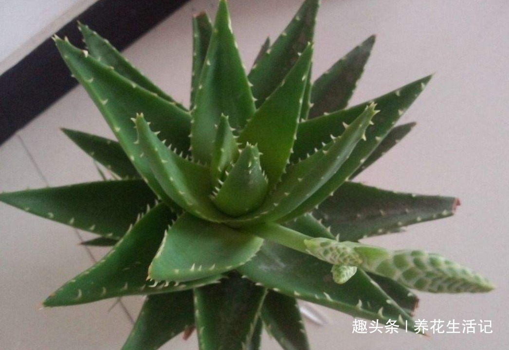 在家中养芦荟，叶子上有病斑，试试以下几种方法，能轻松解决！