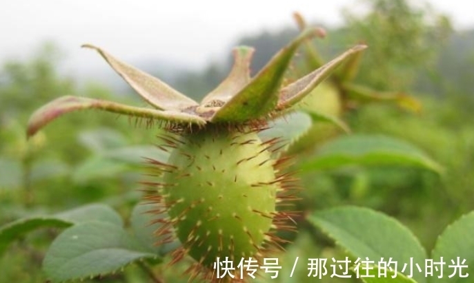 花瓣|农村这种长满刺的植物,果实可以酿酒,男人喝了有好处
