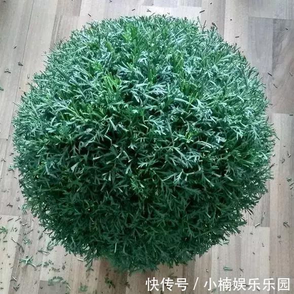 玛格丽特|4种花“趁早”剪,把枝条、叶子全剪了,长得密、开花早