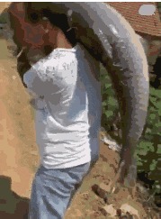 |搞笑GIF:今天视察老婆工作,我只能薅你的头发了