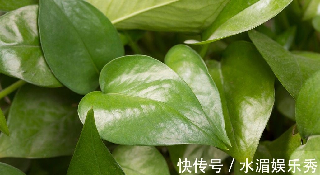 客厅养这五种花,寓意好,好养还美观,你都了解过吗