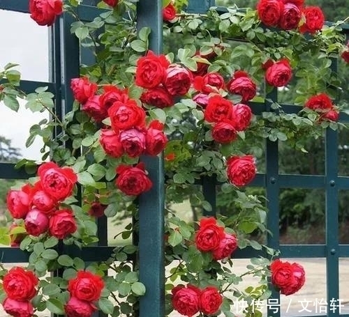 品种|100个月季品种,千姿百态,每个都很漂亮,图名并茂,值得收藏